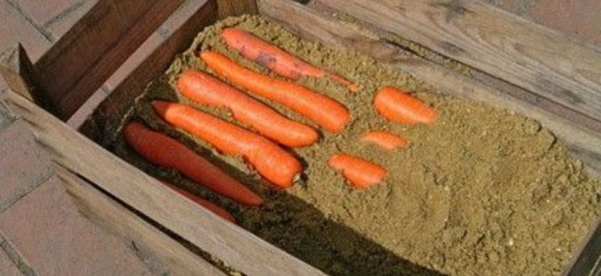 морковь