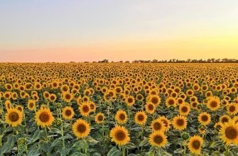 подсолнухи