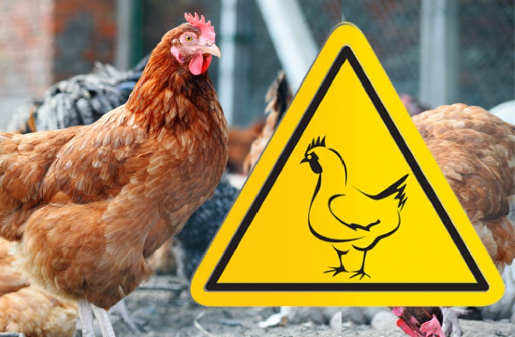 Птичий грипп: как предотвратить заболевание птиц