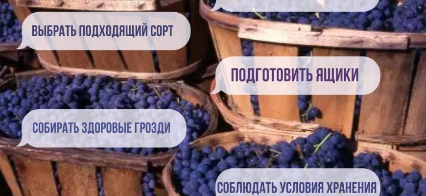 виноград