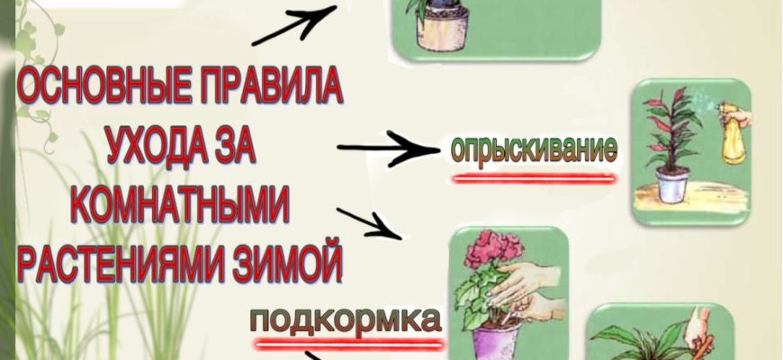 уход за растениями