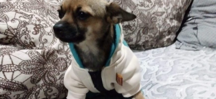 собака