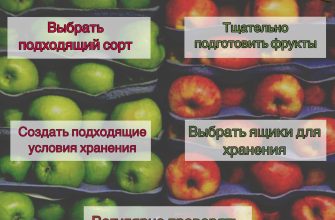 яблоки