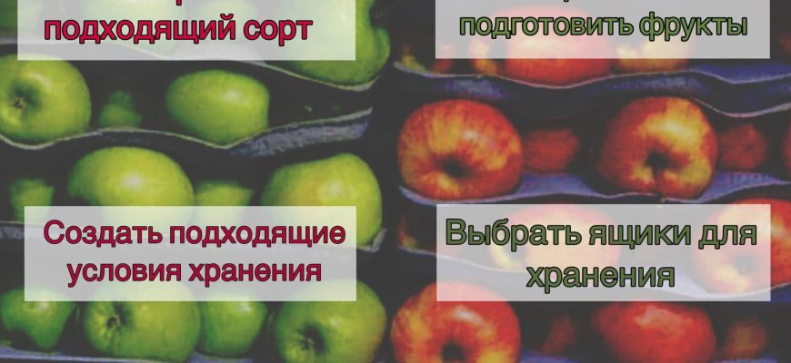 яблоки