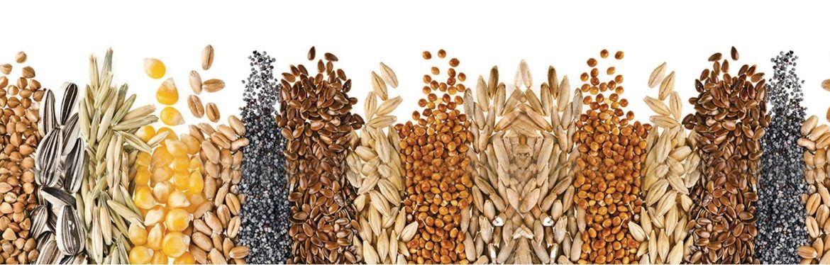 ФГИС «Семеноводство» сделает рынок семян сельхозкультур прозрачным