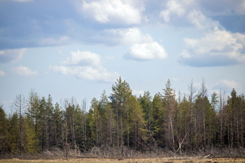 За сохранность лесных полос в Ростовской области будет отвечать бюджетное учреждение