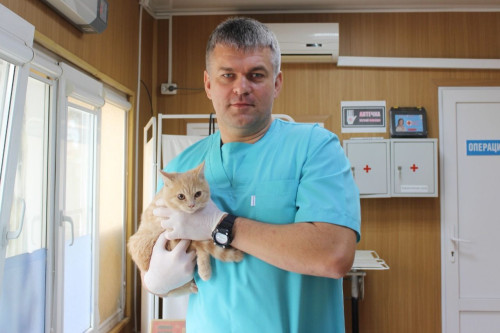 В Ростовской области продолжится ветеринарная акция по льготной стерилизации животных-компаньонов