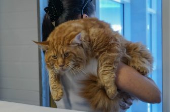 котик