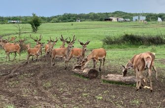 заповедник