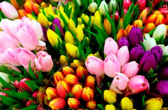тюльпаны