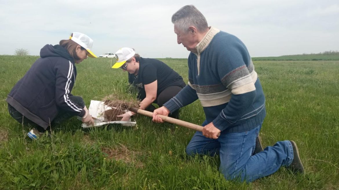 В Ростовской области продолжают мониторинг саранчовых