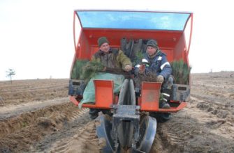 высадка леса