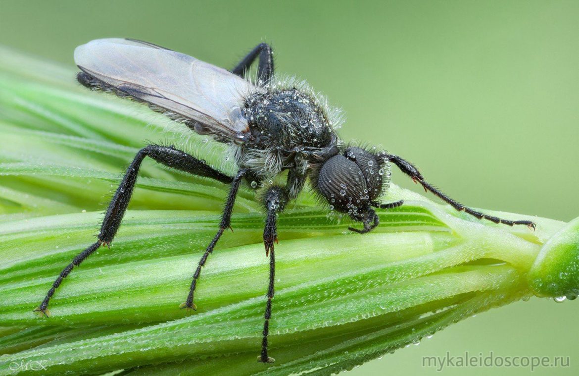 Нашествие чёрных мух – опасность или благо?
