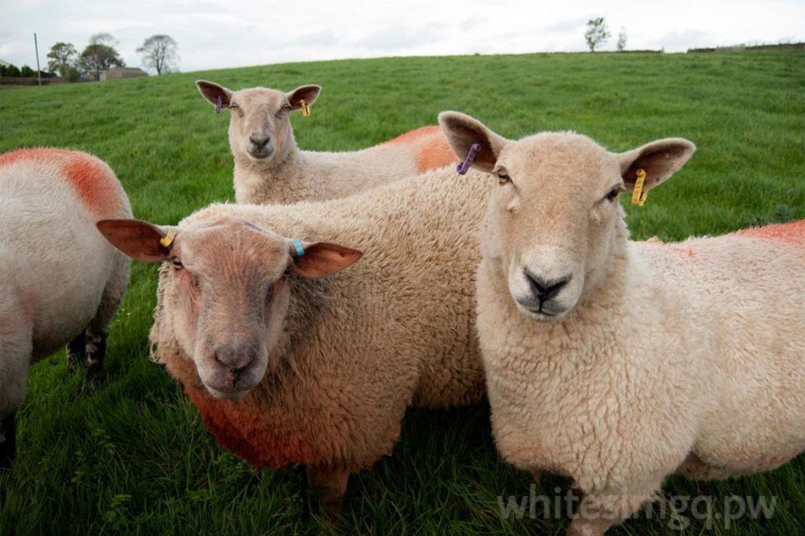 Животноводам напоминают о весенних рисках инфекционного заболевания овец