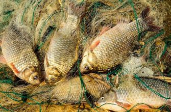 браконьерство