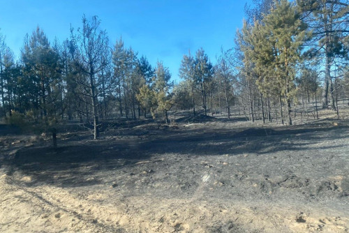 Лесной пожар в  Ефремово-Степановском лесничестве ликвидирован. Угрозы населенным пунктам не допущено
