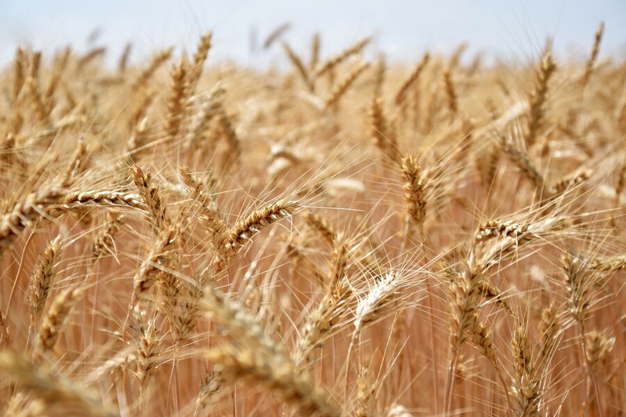 Аграриям разъясняют особенности мониторинга зерна в 2024 году