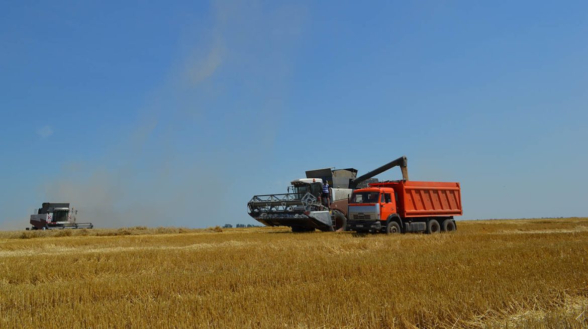 Полеводы Волгодонского района ведут уборку урожая ранних зерновых и зернобобовых культур