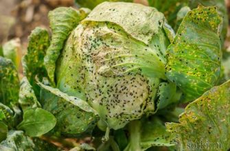 тля на капусте