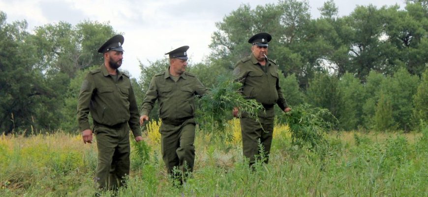 борьба с коноплей