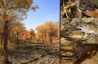 осень в саду