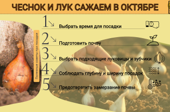 сажаем чеснок