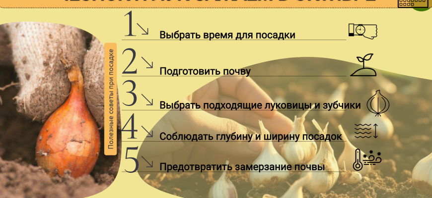 сажаем чеснок