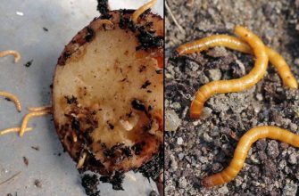 проволочник