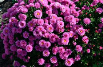 хризантемы