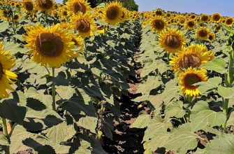 подсолнечник