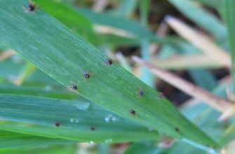 клещ зерновой