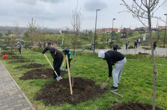 древонасаждения