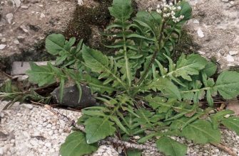 пастушья сумка