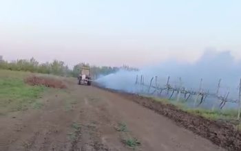 виноградники