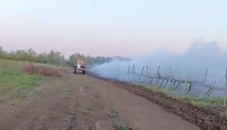 виноградники