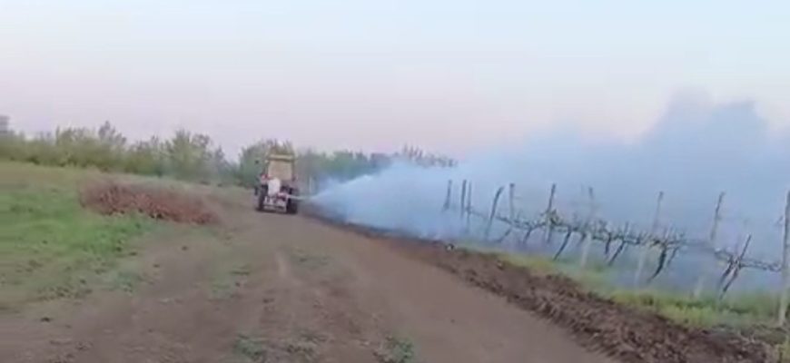 виноградники