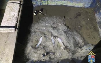 браконьер