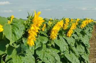 подсолнухи