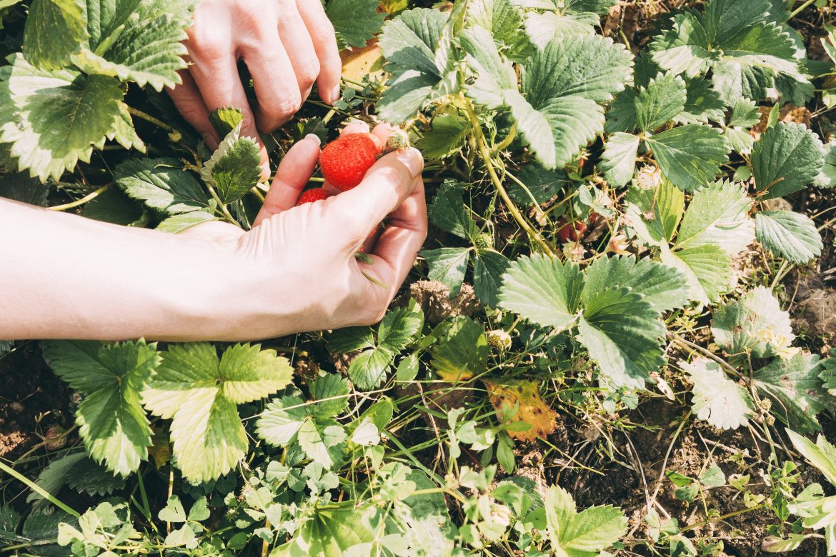 Готовим клубнику к холодам