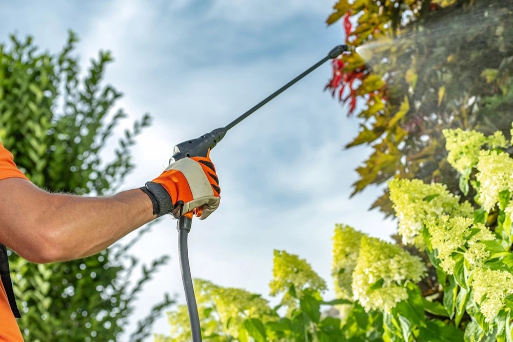 Поможем деревьям осенью