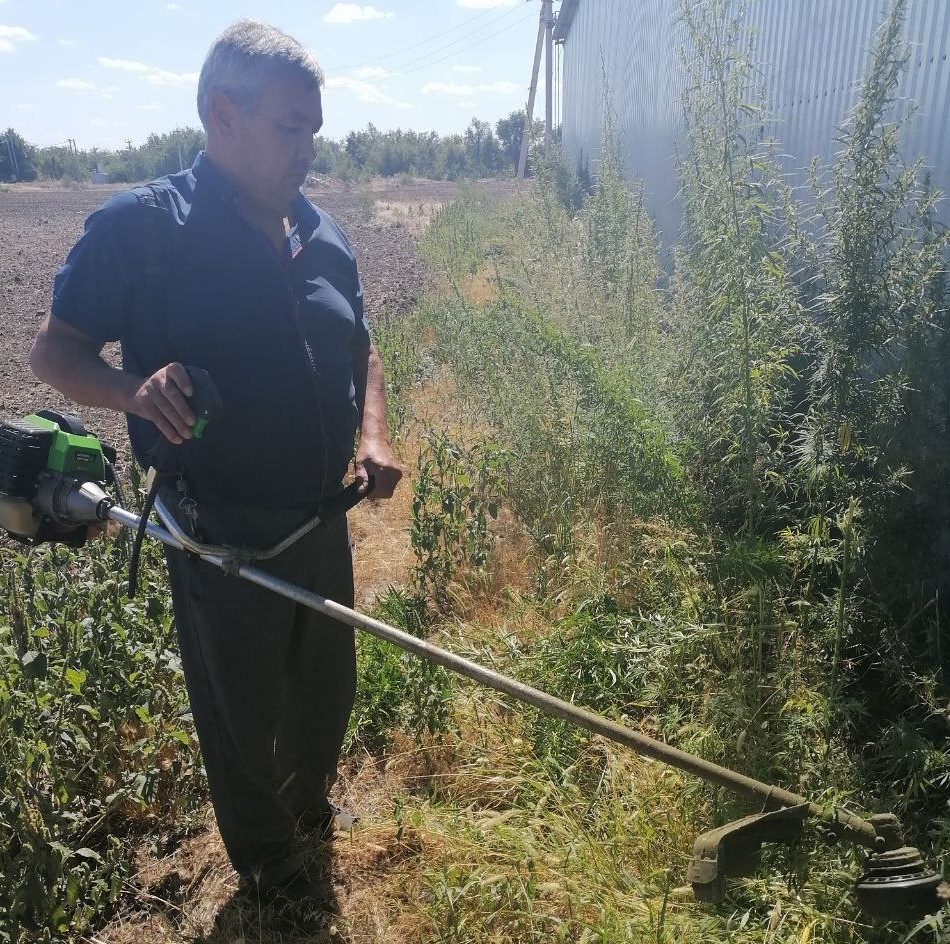 Рейдовые мероприятия по уничтожению дикорастущей конопли в Волгодонском районе
