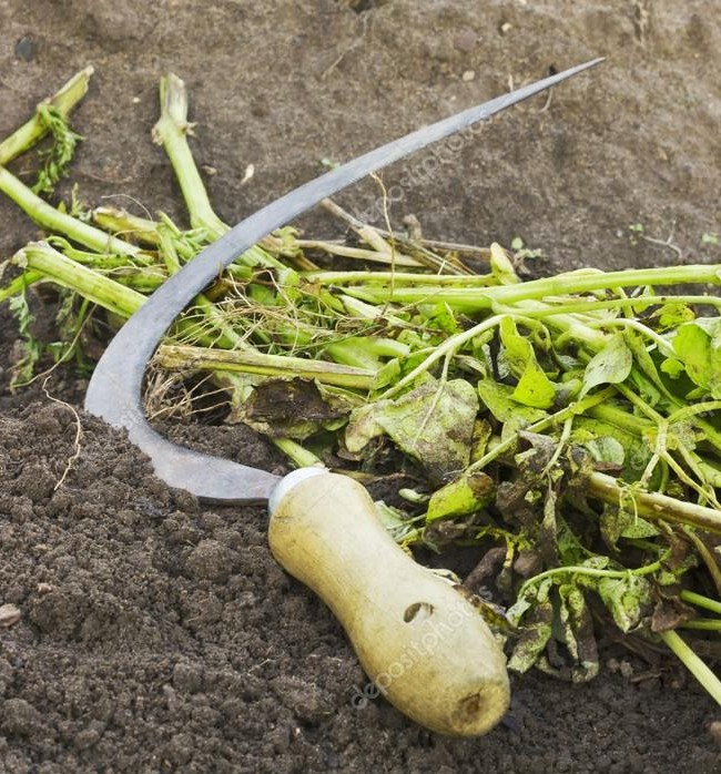 Убираем ботву картофеля правильно