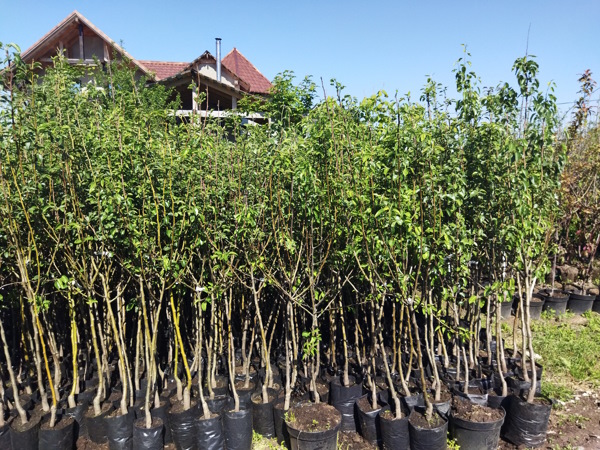 Как не ошибиться с выбором саженцев плодовых и ягодных культур