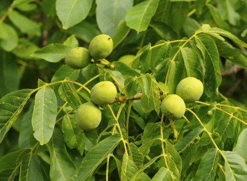 Ореховый Спас и осенняя посадка ореха: рекомендации для садоводов