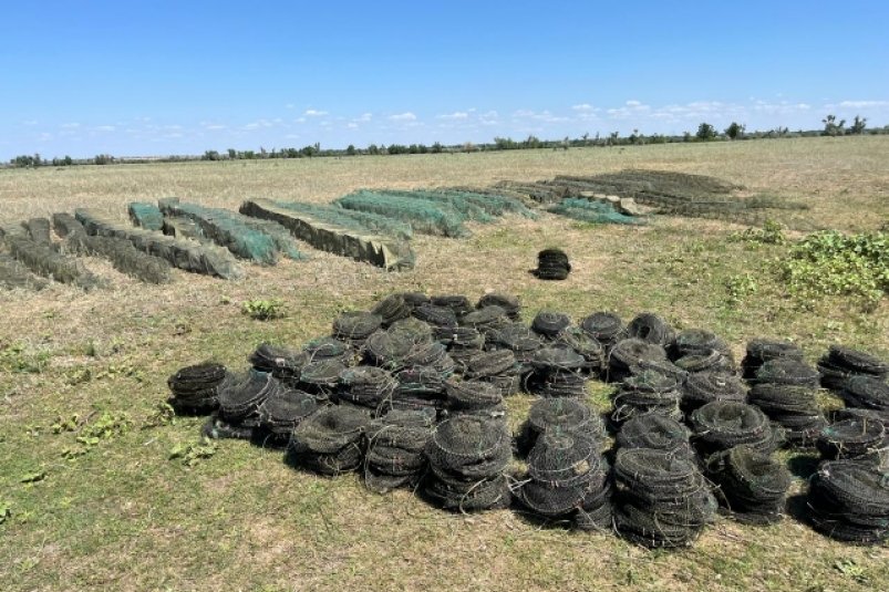 Около 1000 раков высвободили из браконьерских сетей инспекторы рыбоохраны и вернули в естественную среду обитания
