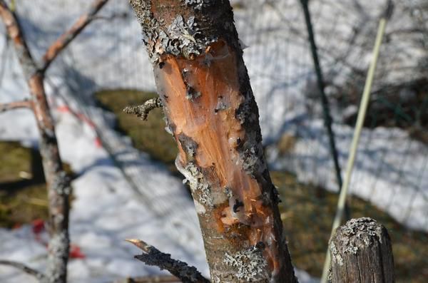 Готовим косточковые к безопасной зимовке