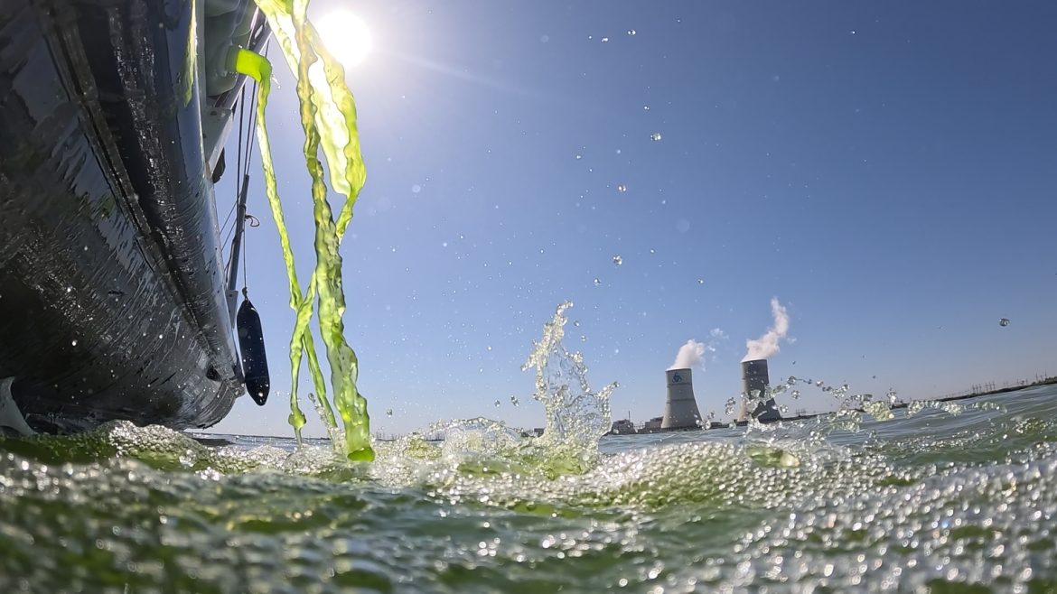 В водоём-охладитель Ростовской АЭС запустили новую партию хлореллы для профилактики «цветения» воды
