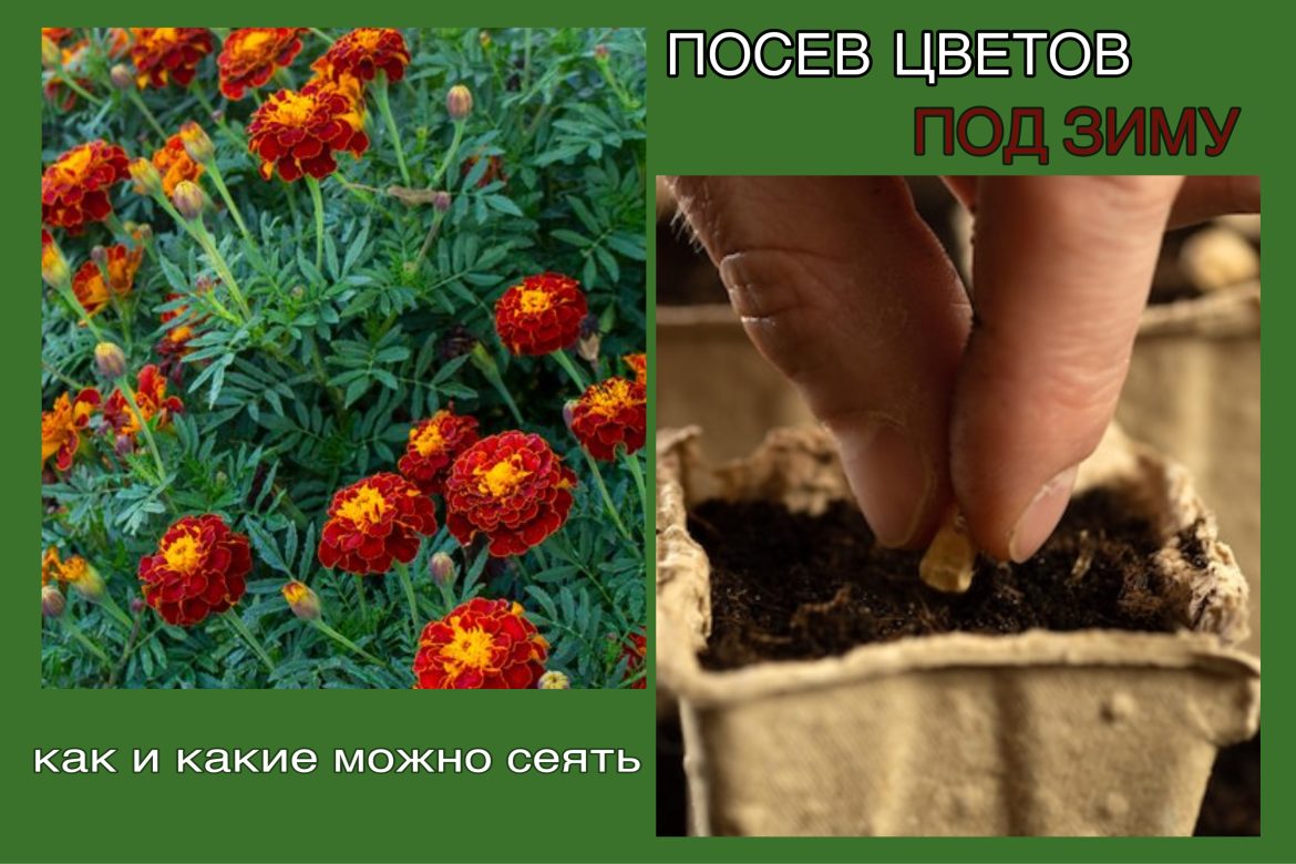 Подзимний посев цветов: какие культуры выбрать 