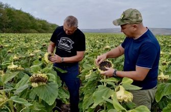 подсолнухи