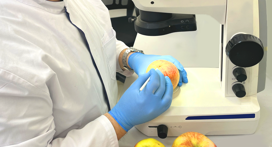 Яблоки, выращенные в садах Республики Калмыкия и новых российских регионов прошли оценку безопасности